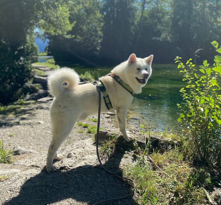 Sanga alleine vor Fluss